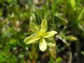 Helianthemum aegyptiacum